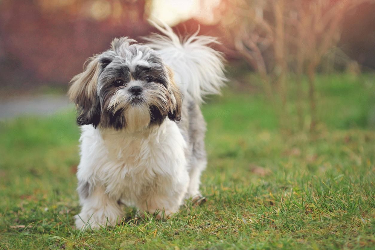 razas vivir piso shih tzu