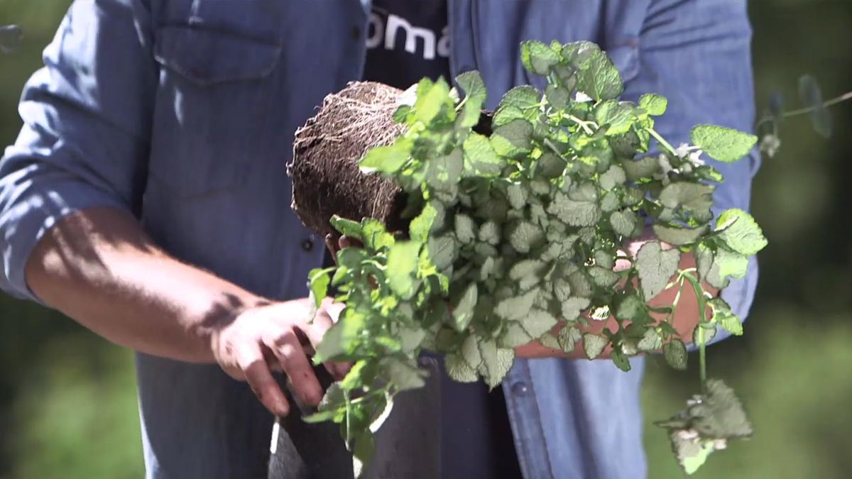 966 composicion Eucalyptus gunnii lamium