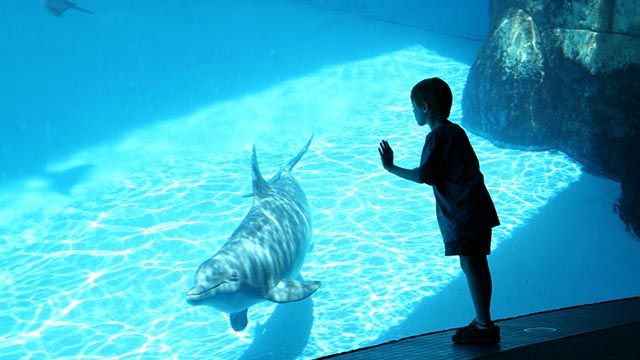 delfin en cautiverio