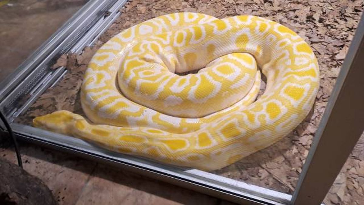 animales karpin centro acogida fauna silvestre reptiles piton de la india