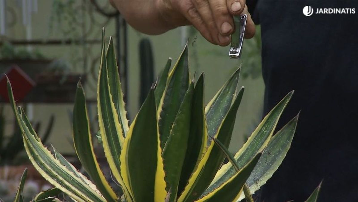 Cortar púas con un cortauñas