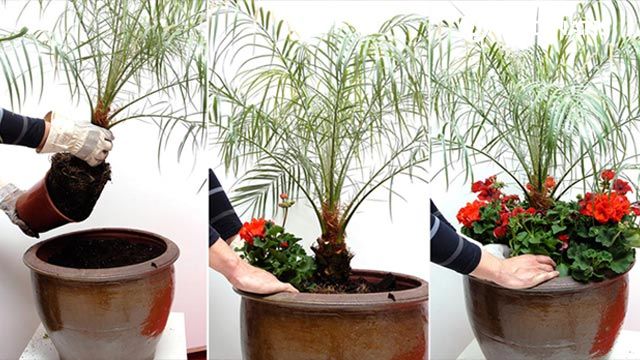 composicion palmera roebelen geranios petunias xl deco 195 jardinatis