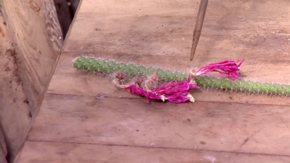 deco 692 cuidados aporocactus semilla