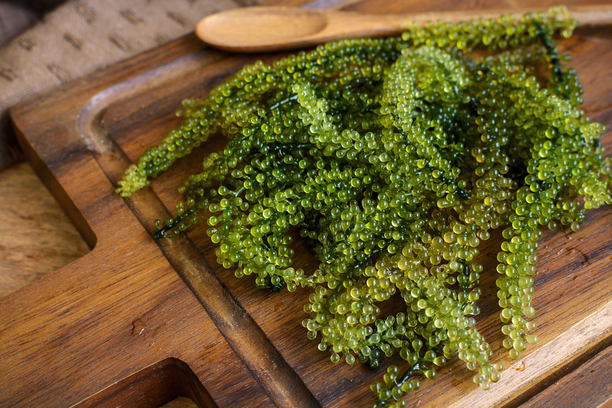 alga caviar verde xl