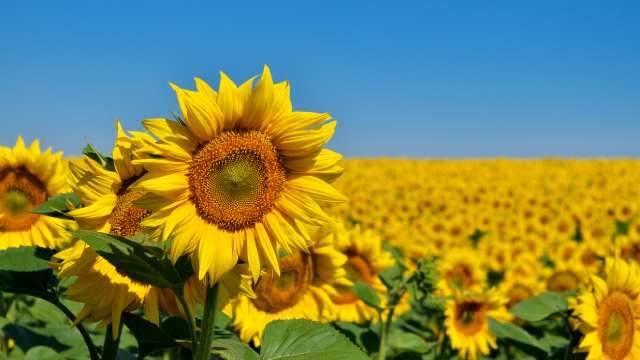 ritmo circadiano girasoles