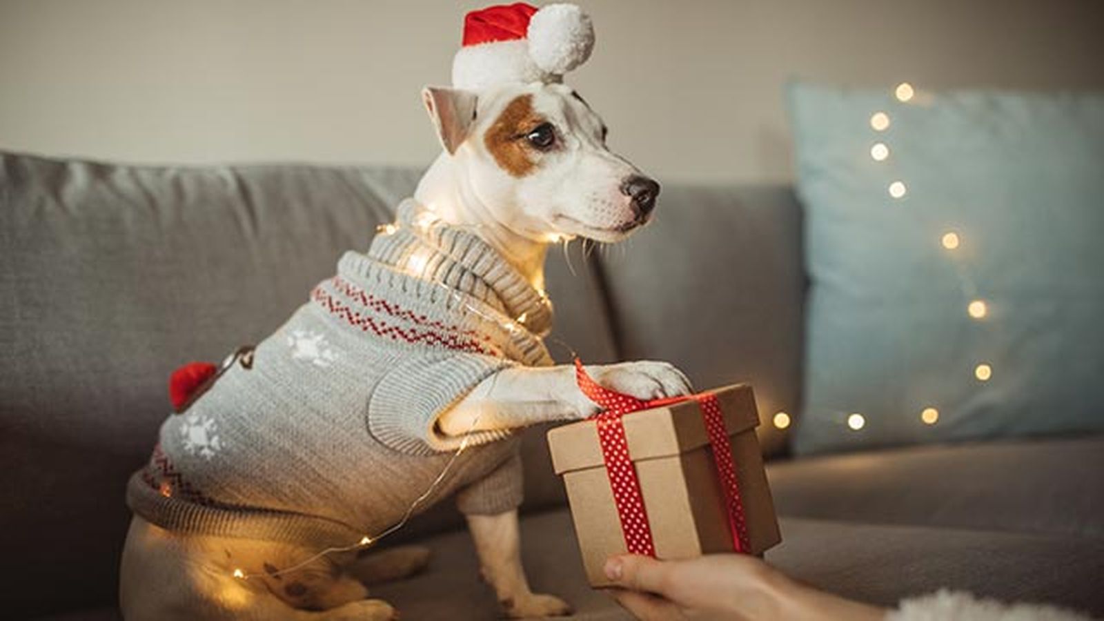 regalos perros navidad 6