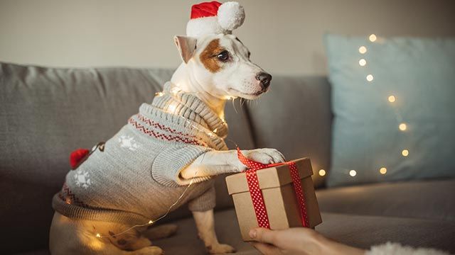regalos perros navidad 6