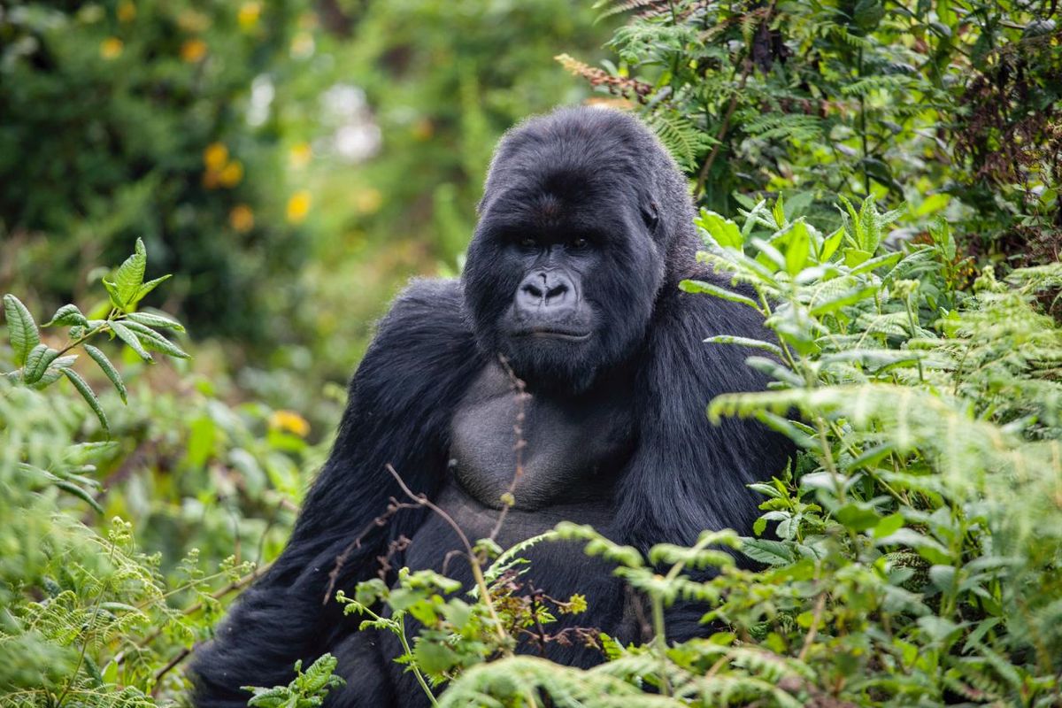 Gorila occidental (Gorilla gorilla).
