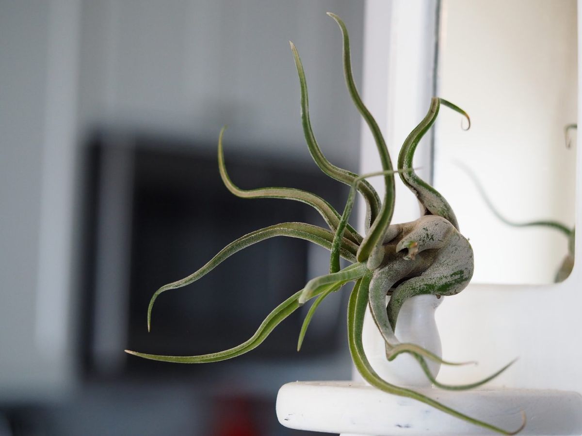 Tillandsia caput-medusae.