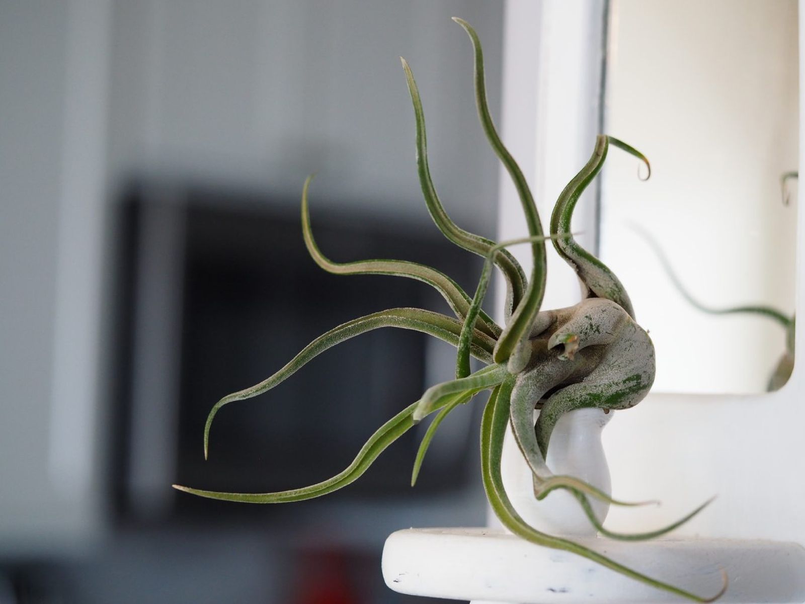 Tillandsia caput-medusae.