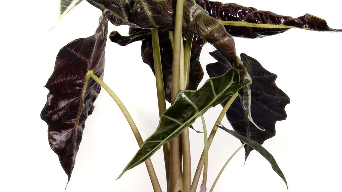 deko0218 plantas pequenas hojas grandes alocasia polly