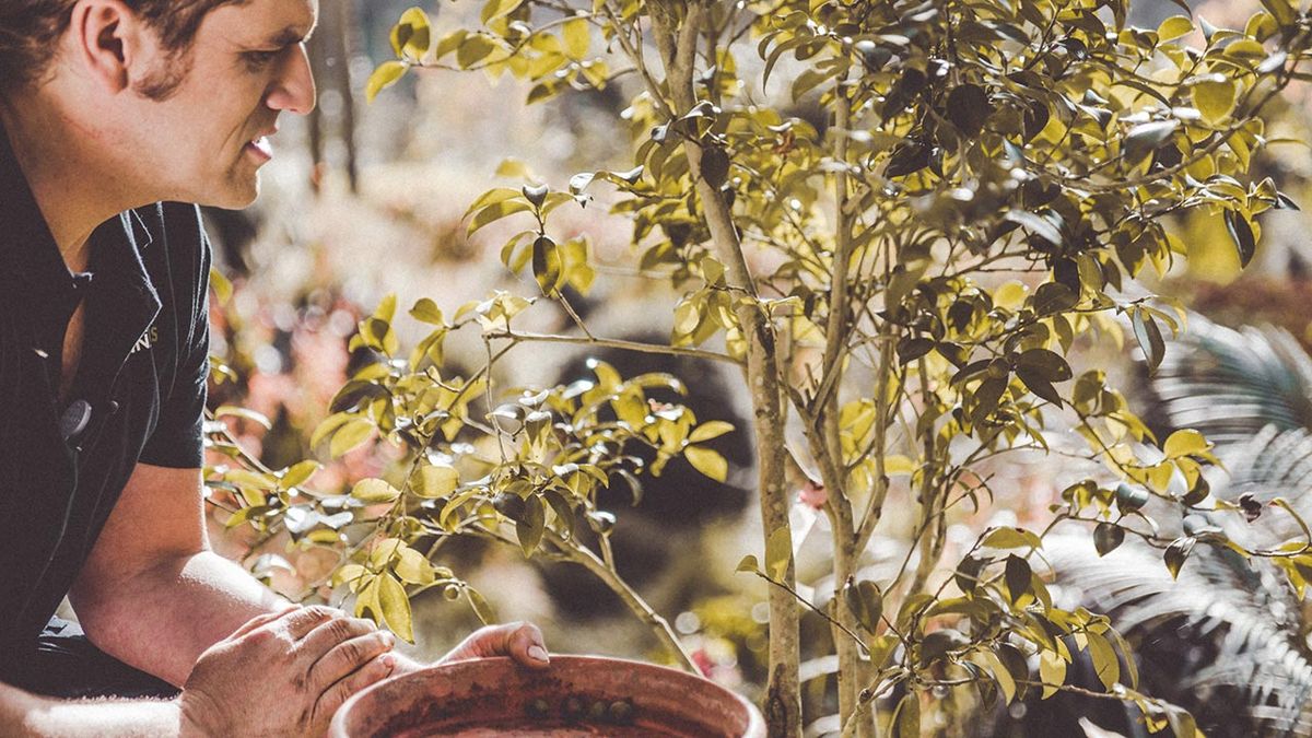 brico 1015 jardin recolectar camelias