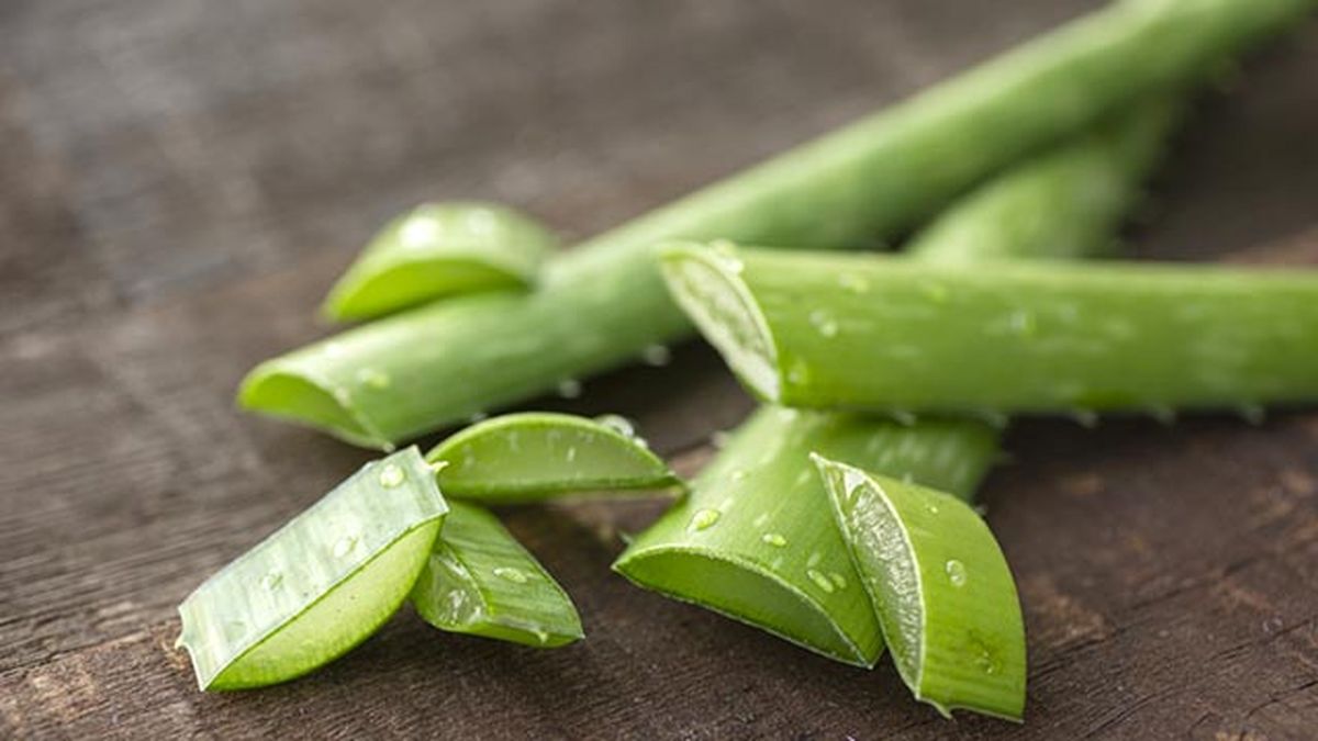 como hacer gel de aloe vera casero y como utilizarlo