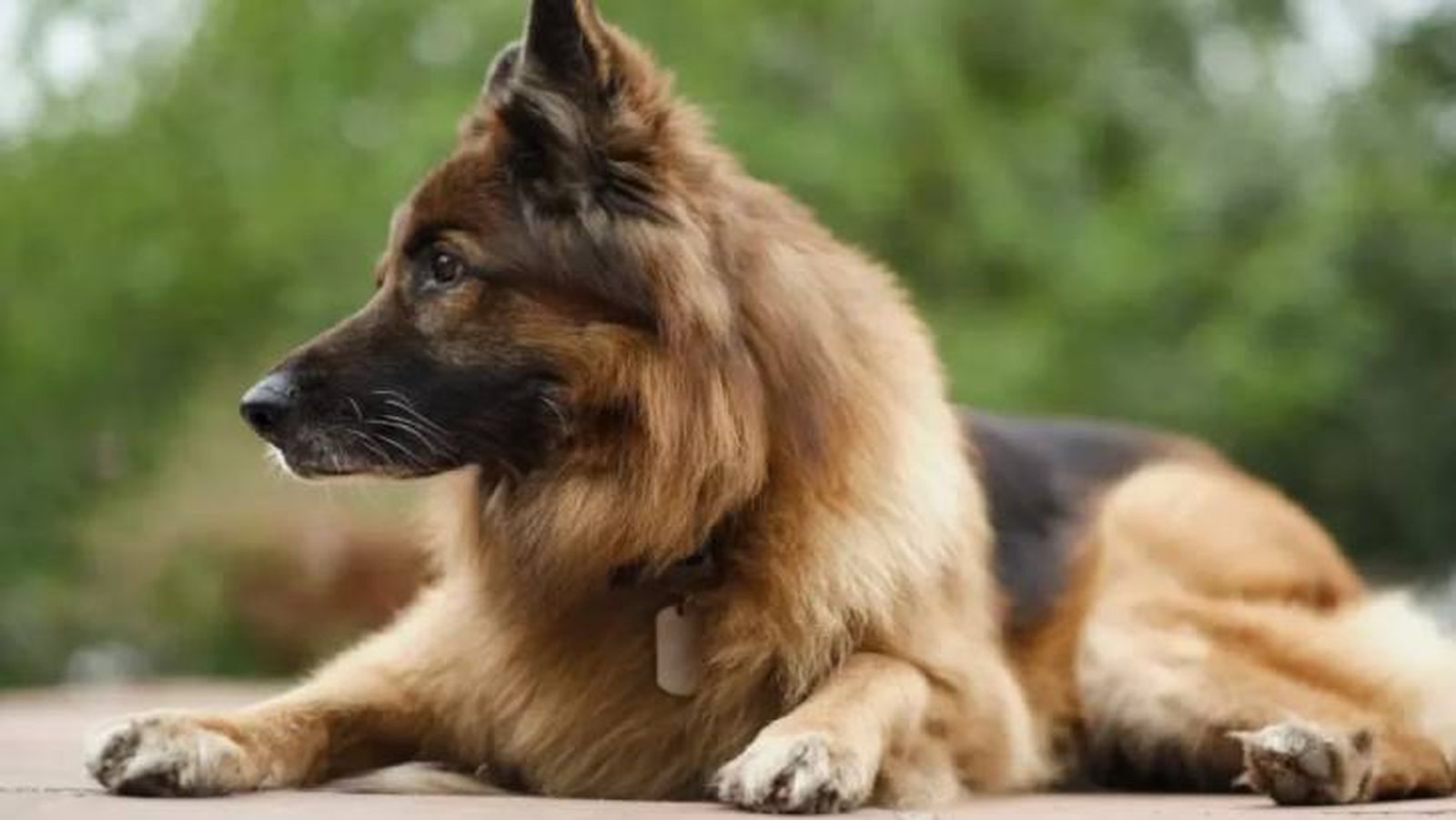 origen del perro 14 (1)