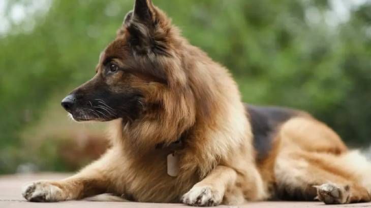 origen del perro 14 (1)