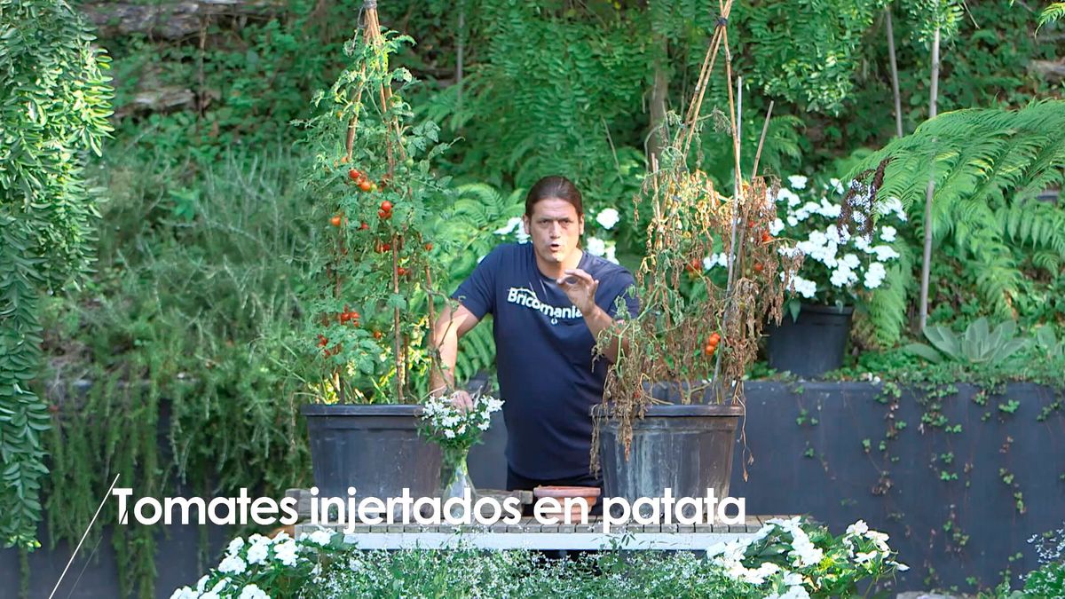 bric0962 3 resultado injerto tomatera patatera detalle