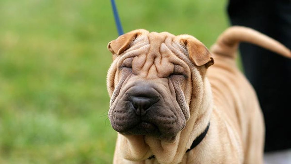 shar pei