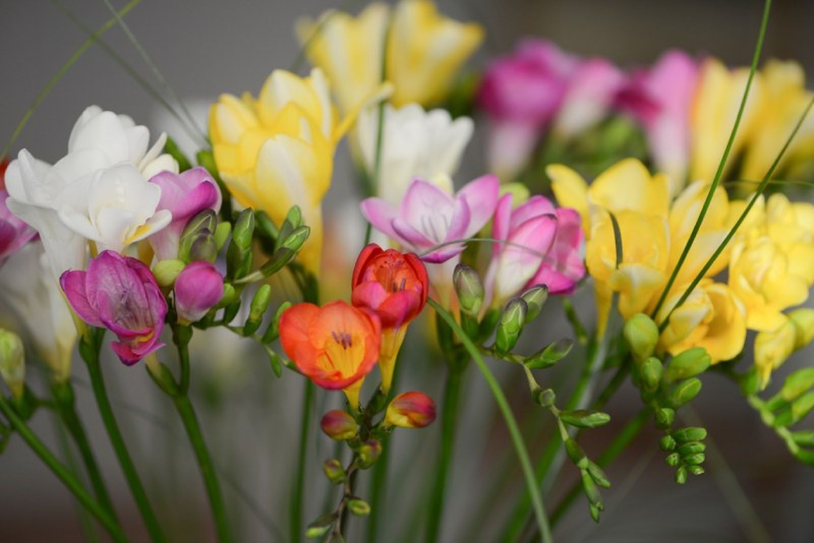 Las fresias son perfectas para una boda vintage o de jardín