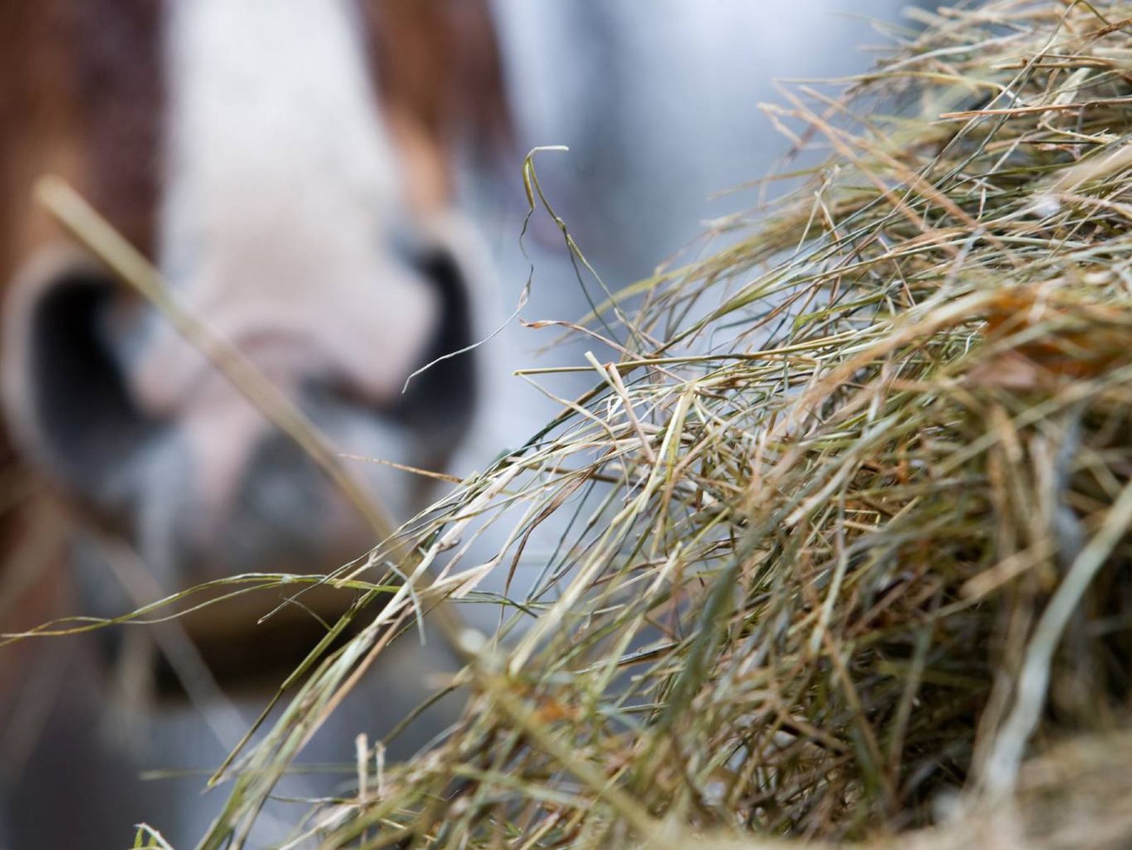 El forraje es el alimento principal dentro de la dieta de los caballos.
