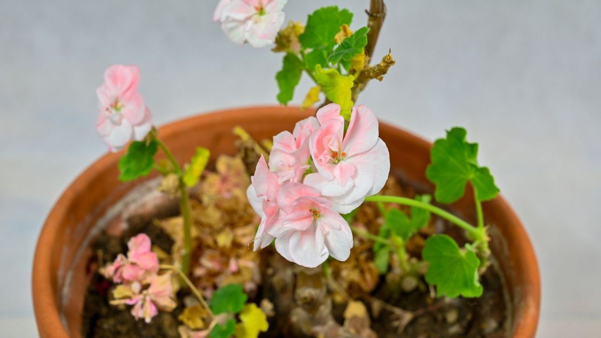 geranios en invierno como protegerlos de las heladas