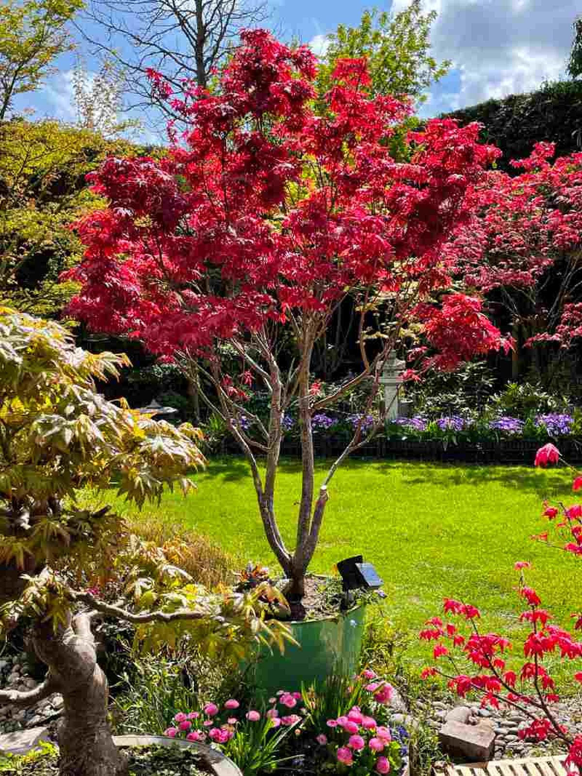 Acer palmatum atropurpureum.