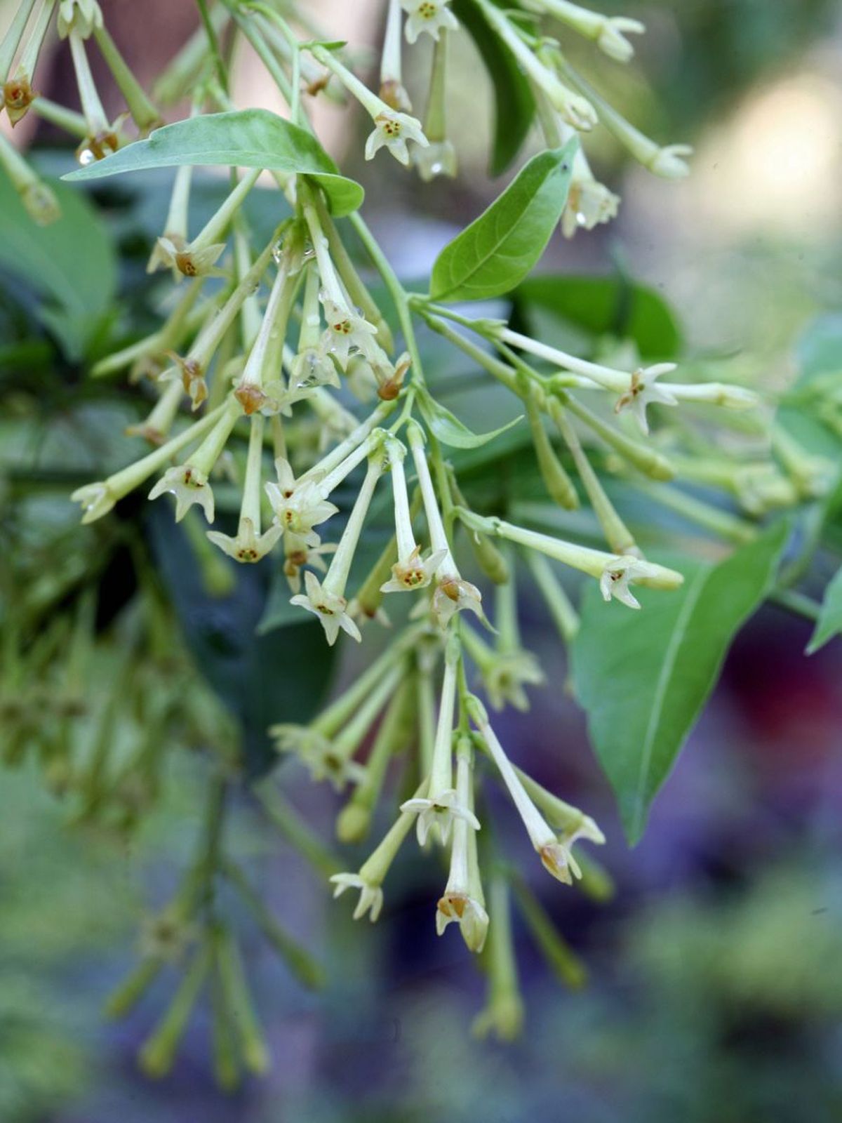 flores con olor galan de noche