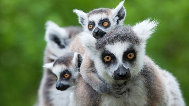animales que empiezan por l 15