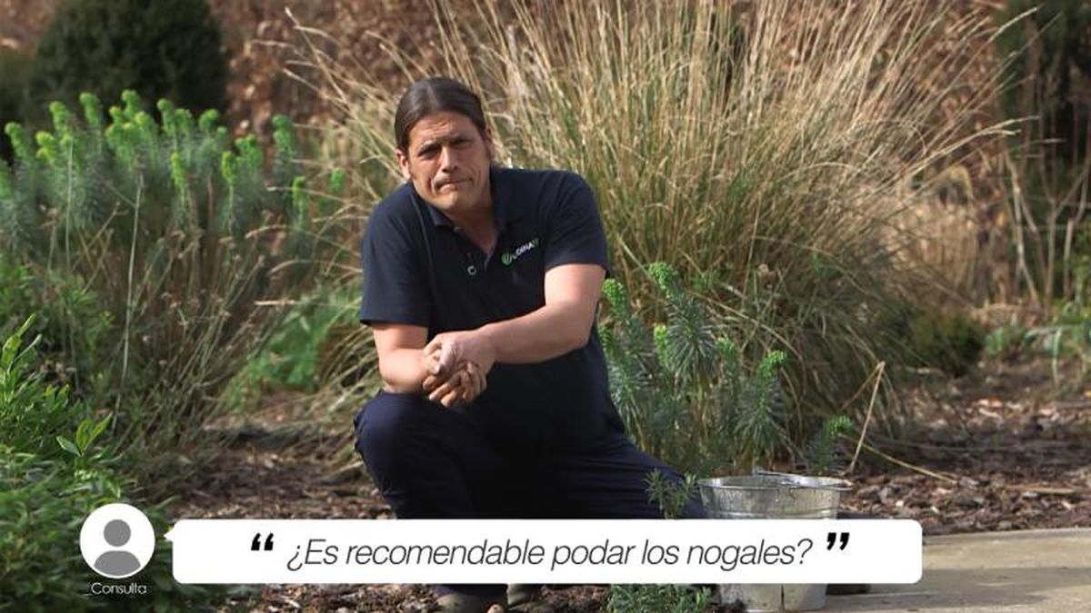 La poda del nogal es útil según los objetivos