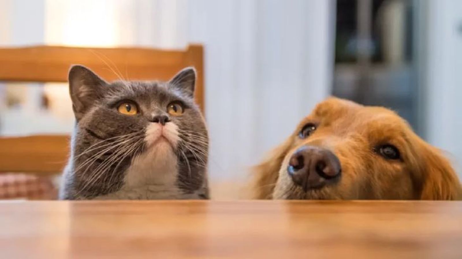 productos pet friendly 1