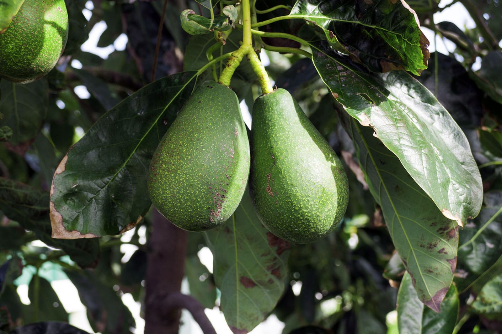 aguacate arbol