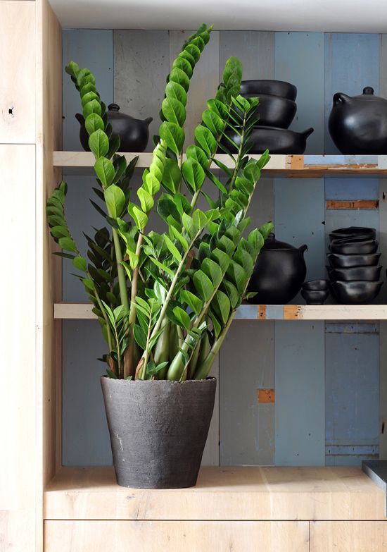 planta mes septiembre zamioculca