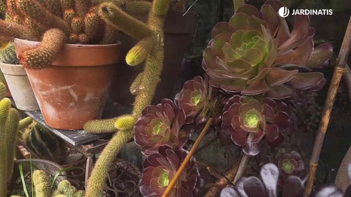 Aeonium habitual coleccion inigo segurola