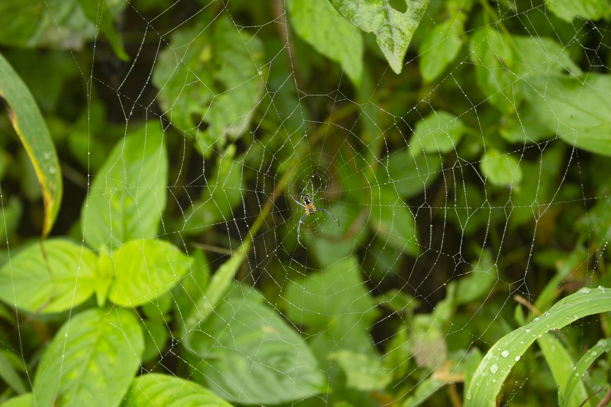 arana insecto beneficioso para el ecosistema