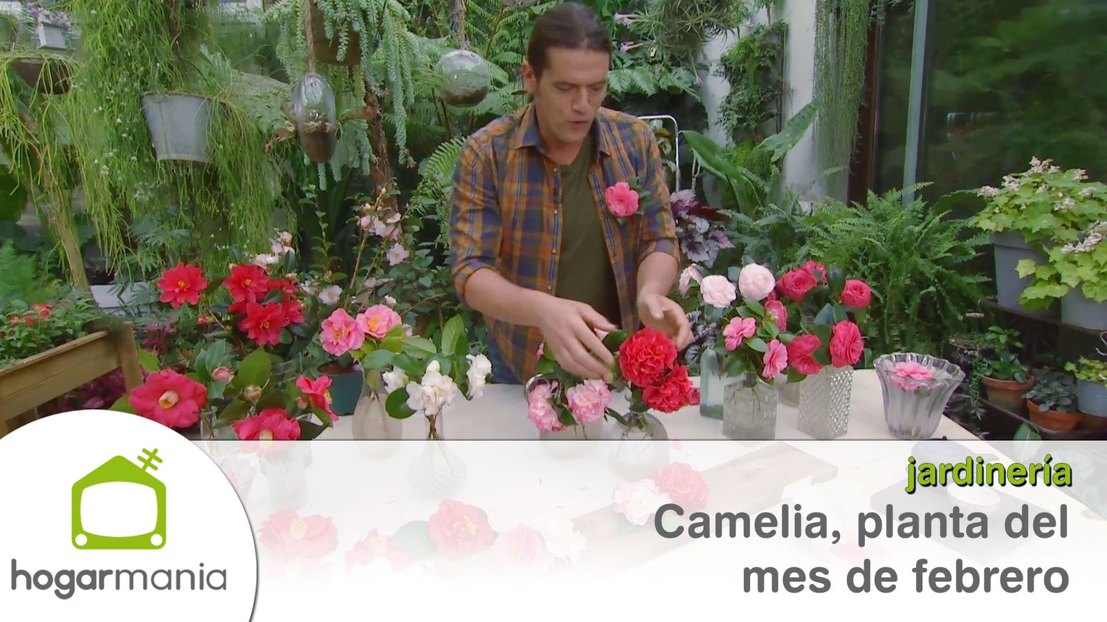 camelia planta febrero xl