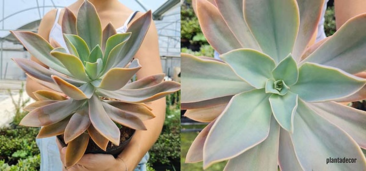 variedad echeveria fred ives plantadecor jardinatis