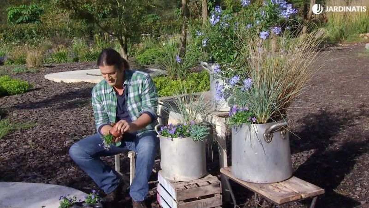 Composición con Plumbago capensis.