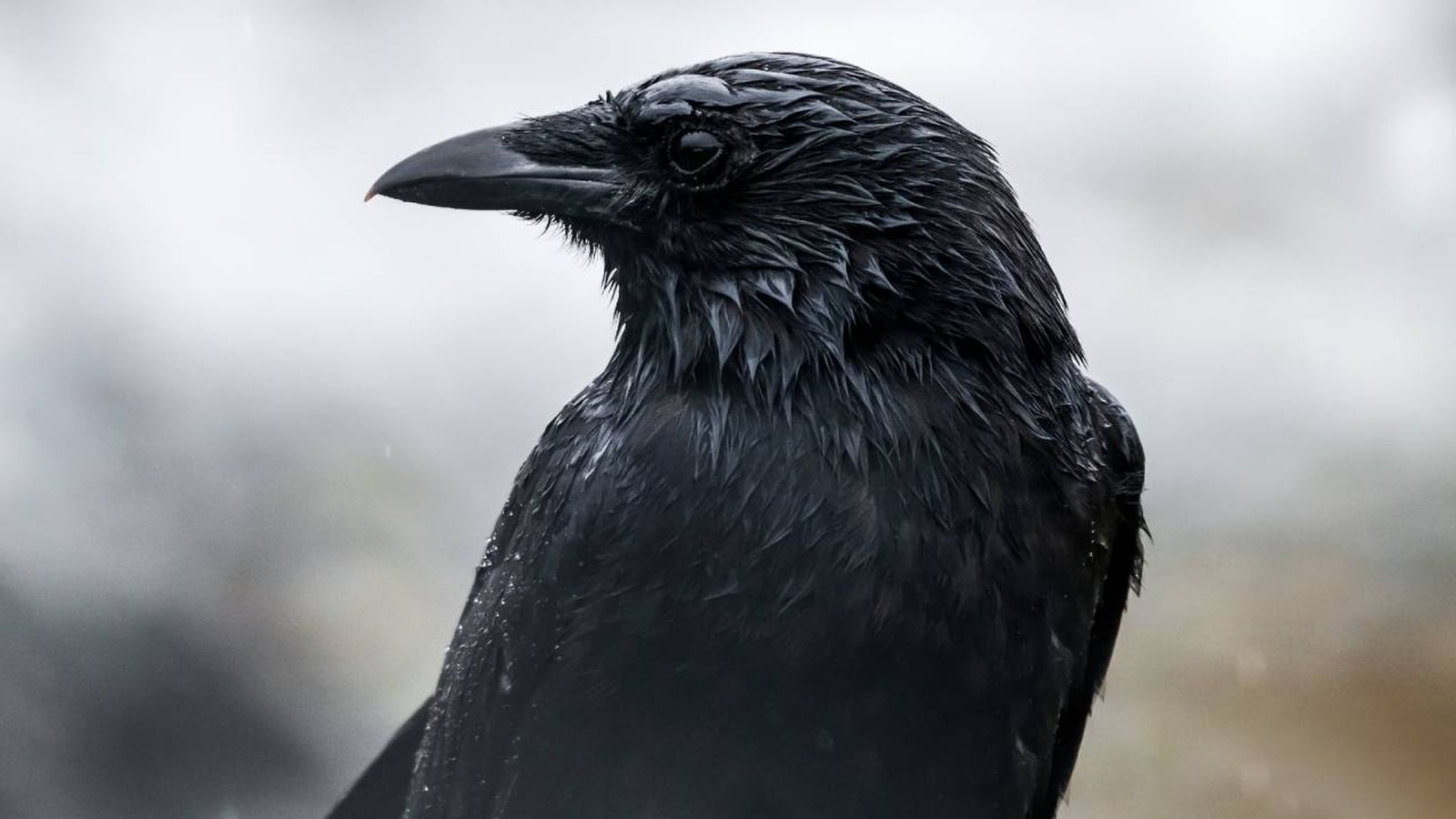 animales relacionados muerte xl