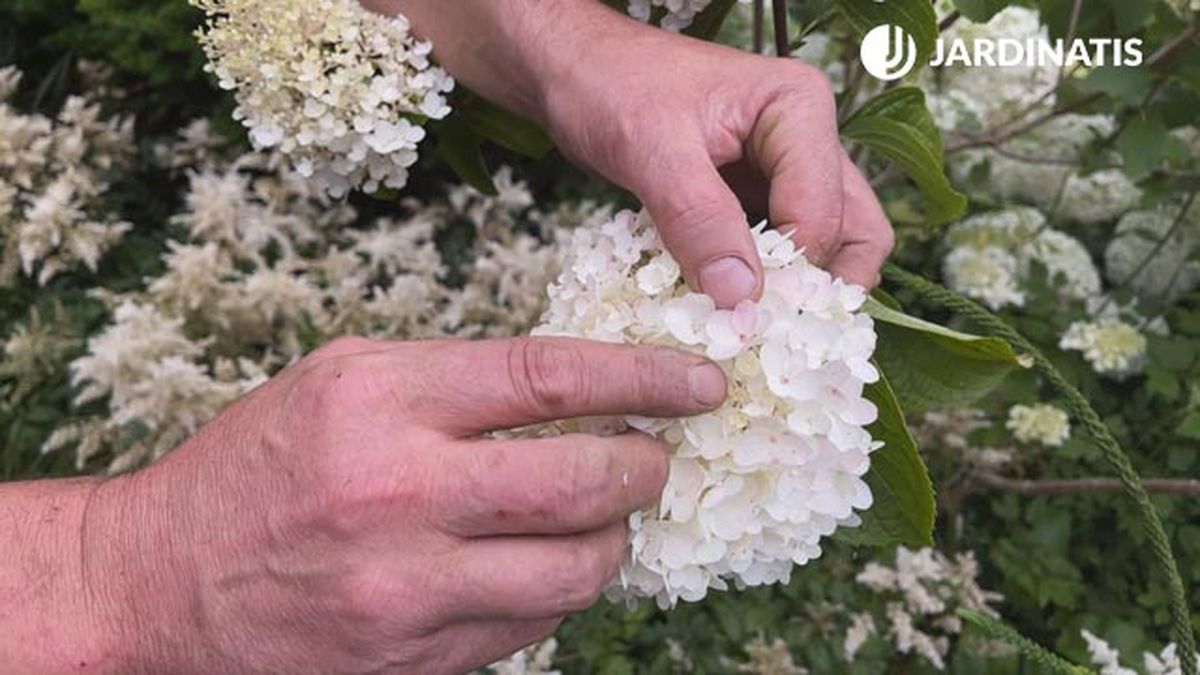 hydrangeas paniculata tonalidades jardinatis