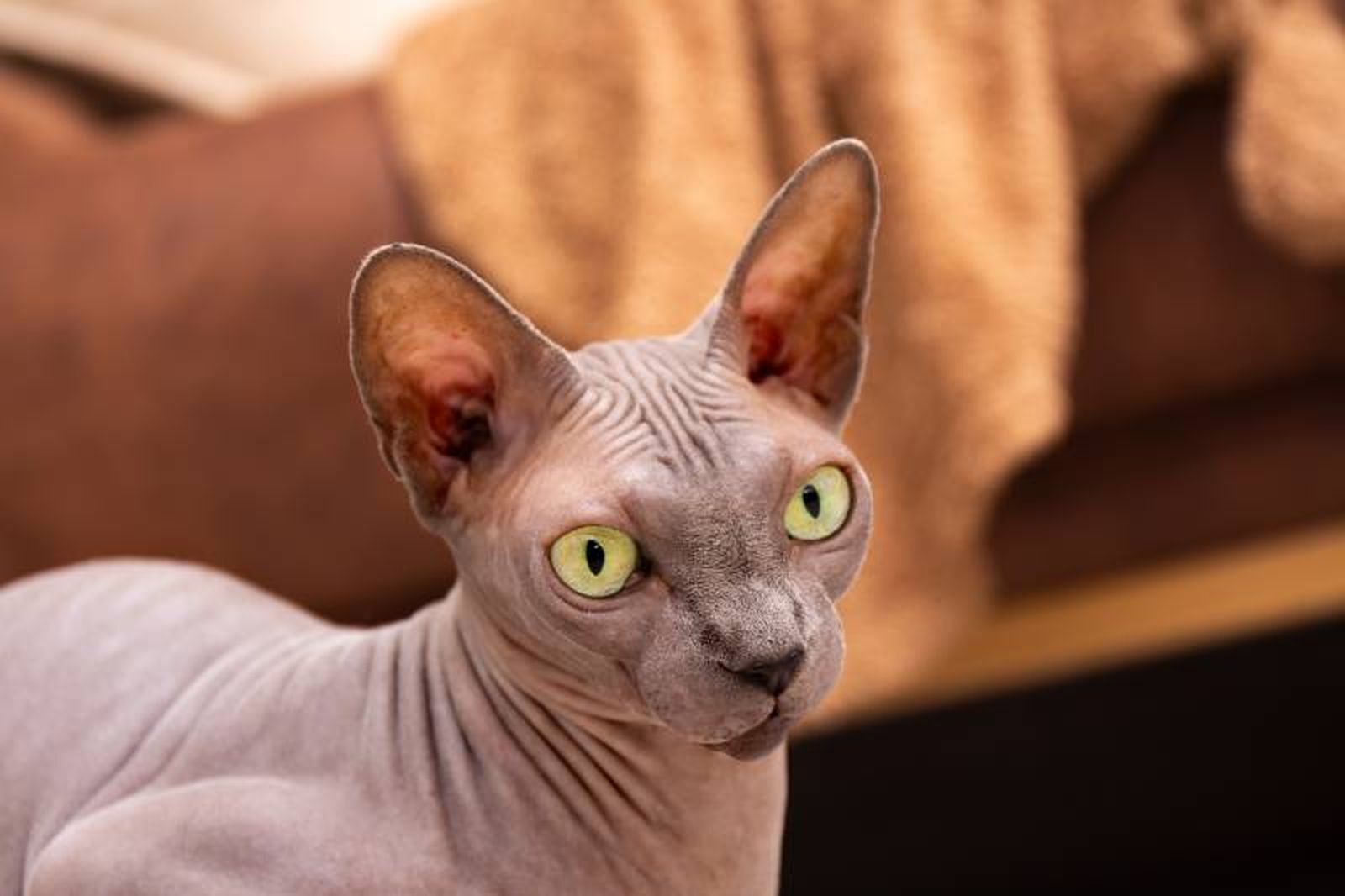 Los Sphynx son extremadamente cariñosos y sociales.