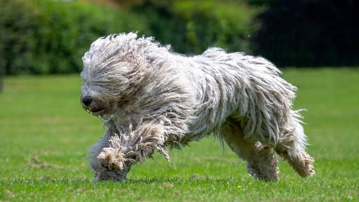 Dentro del mundo canino encontramos diferentes razas que destacan por su singularidad: Komondor.