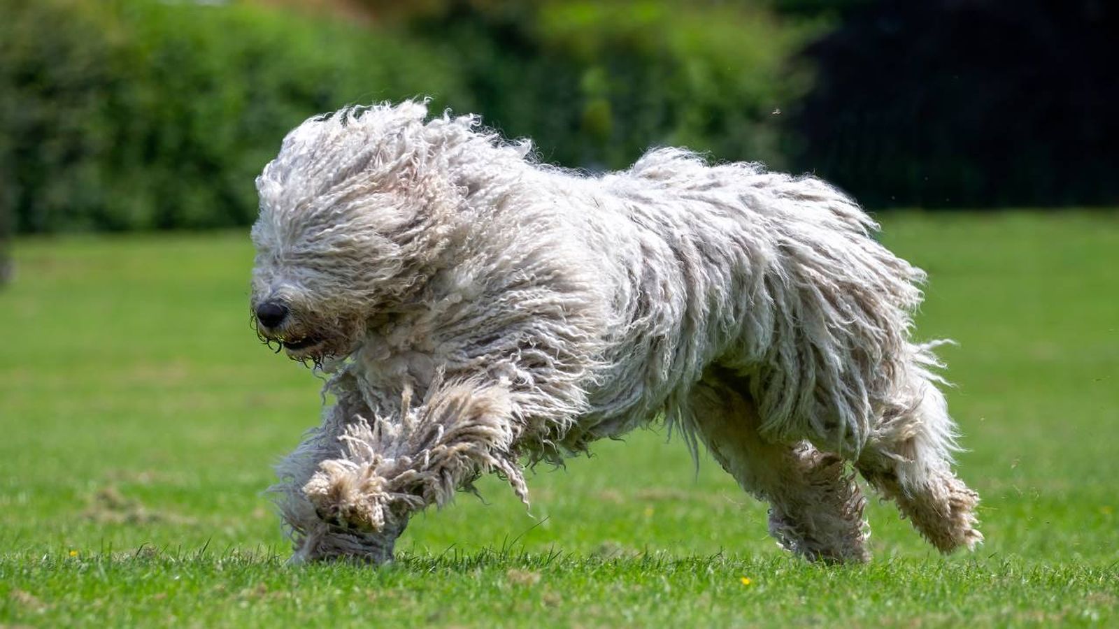 Dentro del mundo canino encontramos diferentes razas que destacan por su singularidad: Komondor.
