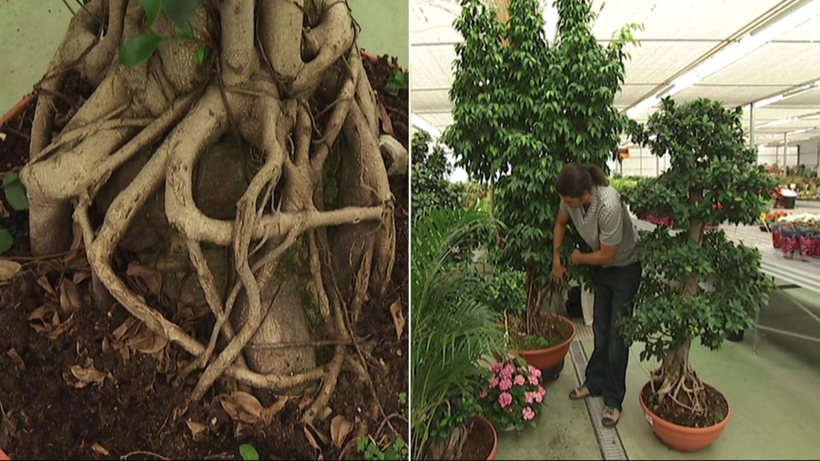 deco 403 aporte estetico ficus