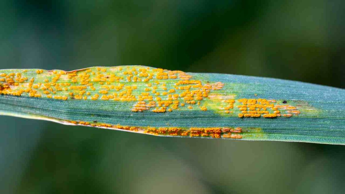 roya en las plantas que es identificacion tratamiento