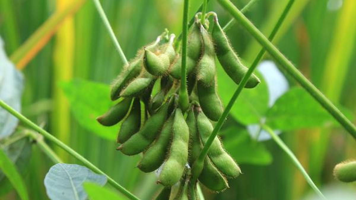 Edamame