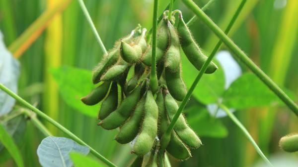 Edamame