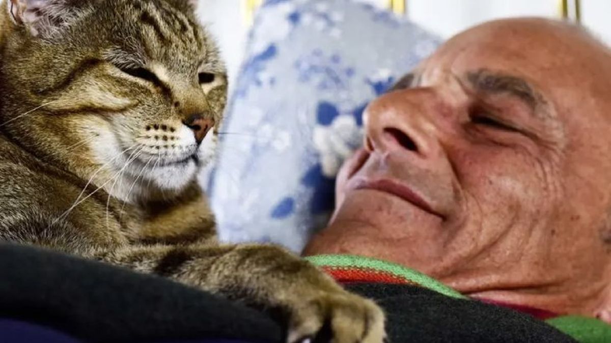 por que mi gato me amasa 4