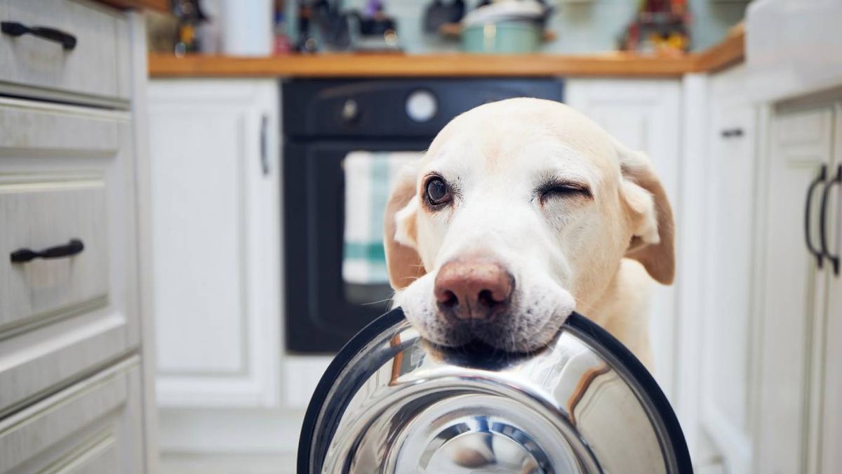 Las sardinas son consideradas como un superalimento canino