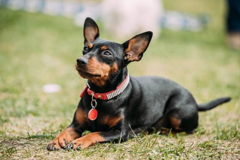 Un perro que deja de lado el complejo que pudiese tener por su tamaño, actuando con valentía y descaro