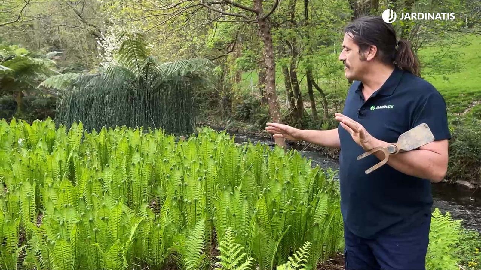 caracteristicas reproduccion helecho avestruz helecho matteuccia struthiopteris jardinatis 22 12