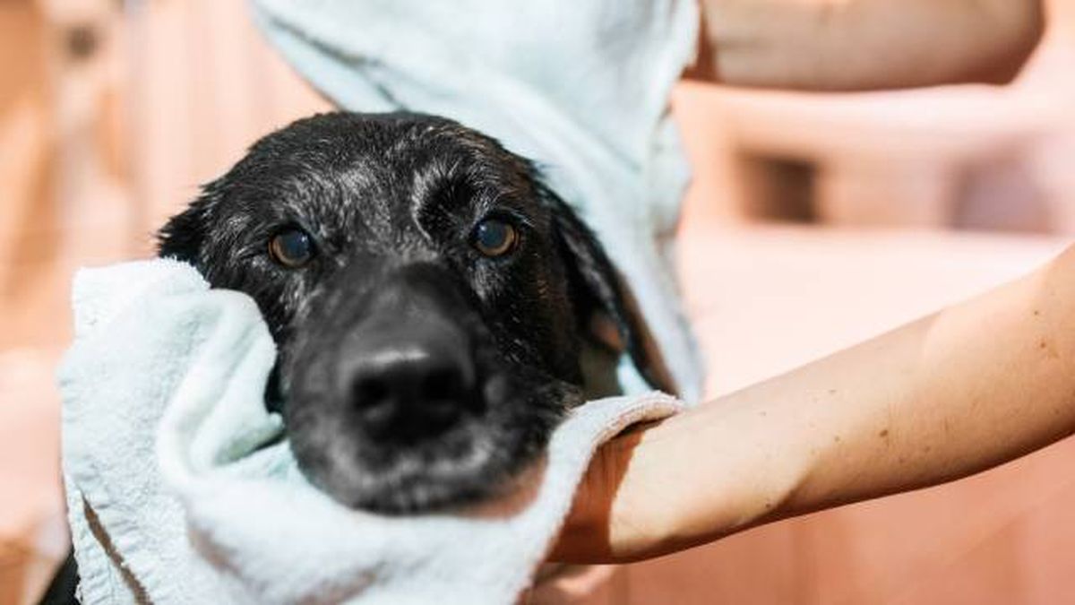 perros pelo negro cuidados especificos